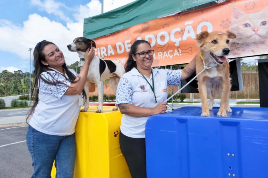 Mutirão de castração atende mais de 140 animais em Parnaíba
